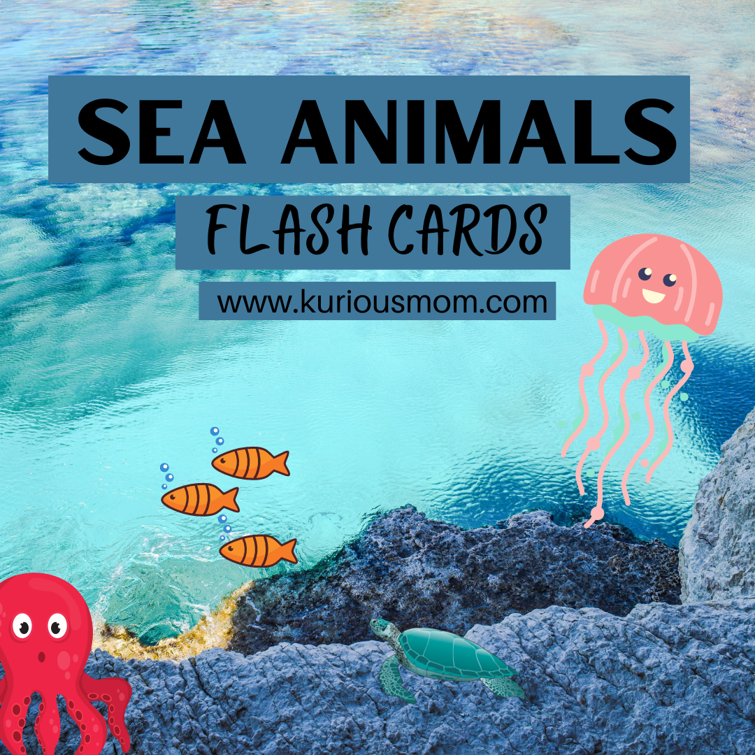 sea-animals-for-kids-to-learn-kuriousmom